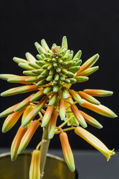 Aloe vera fiore con dettagli — Foto Stock