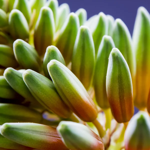 Aloe vera flower with details — Stock Photo, Image