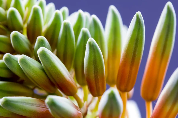 Aloe vera flower with details — Stock Photo, Image