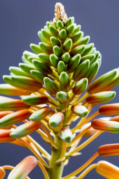 Aloe vera flower with details — Stock Photo, Image