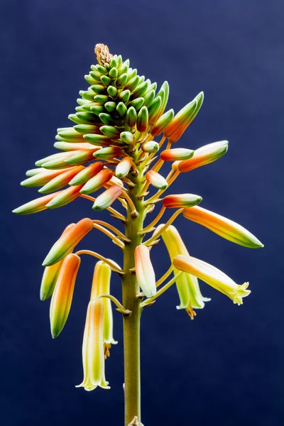 Aloe vera fiore con dettagli — Foto Stock