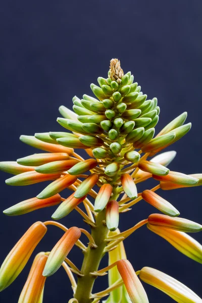 Aloe vera fiore con dettagli — Foto Stock