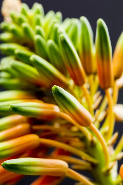 Aloe vera flower with details — Stock Photo, Image