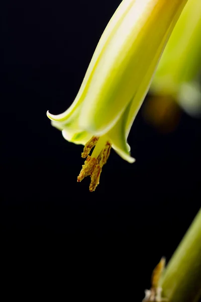 Aloe vera flower with details — Stock Photo, Image