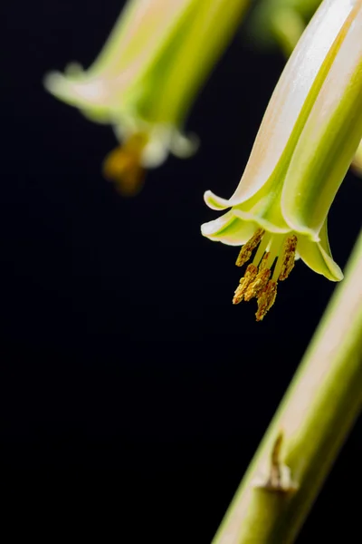 Aloe vera flower with details — Stock Photo, Image