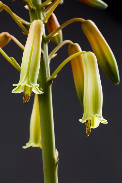Aloe vera çiçek detayları ile — Stok fotoğraf