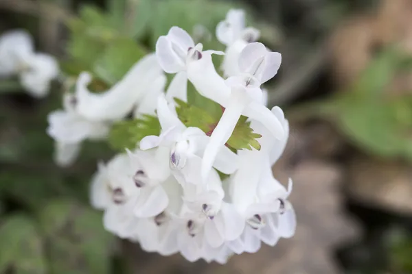 交错杂草植物与白色花 — 图库照片
