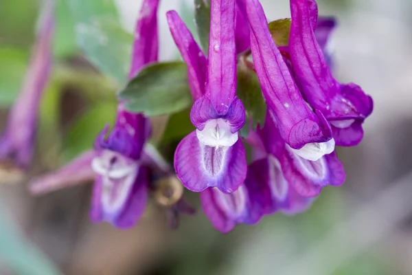 Stagger planta de ervas daninhas com flor roxa — Fotografia de Stock