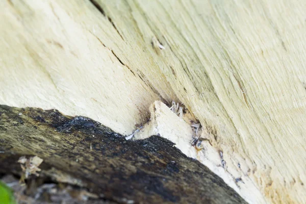 Pieza de madera del tronco del árbol recientemente picado — Foto de Stock