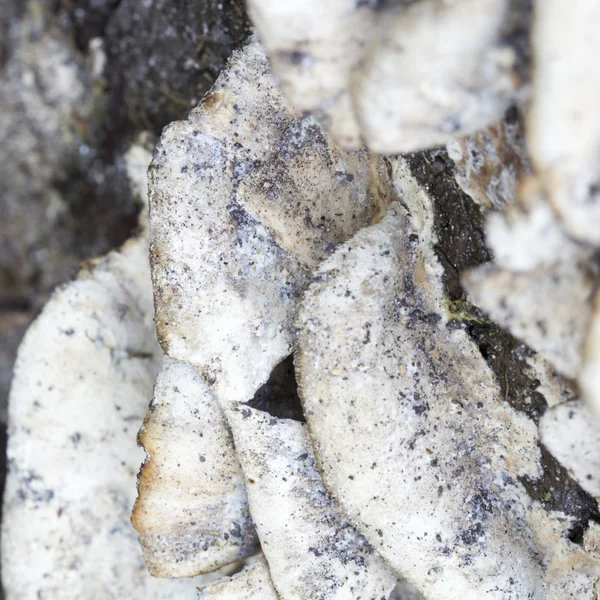 White tree mushrooms on an old trunk — Stock Photo, Image