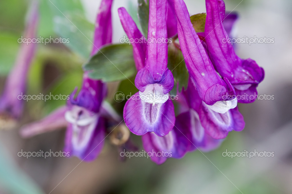 Staffeln Sie Unkraut Pflanze mit Lila Blüte — Stockfoto © ileana_bt 47317017