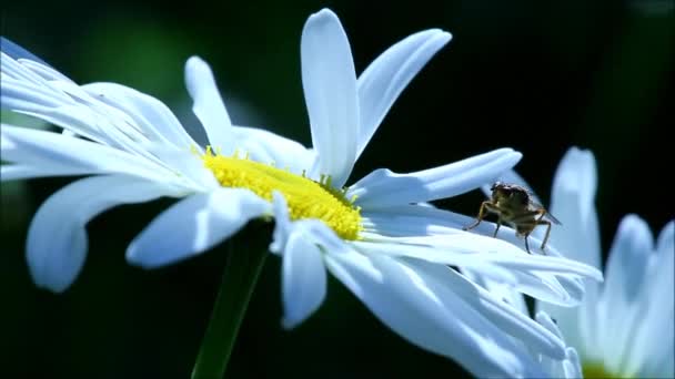Kwiaty daisy i owady — Wideo stockowe
