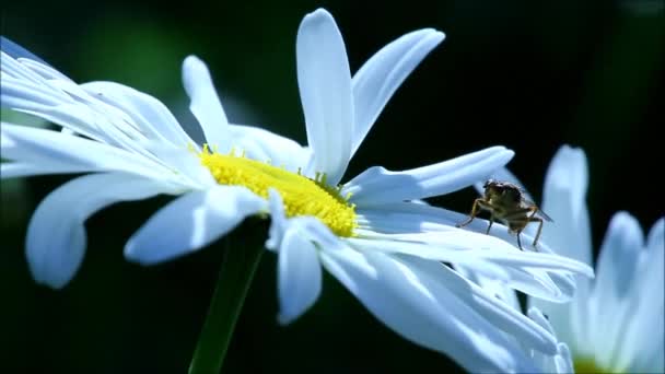 Flores de margarita e insectos — Vídeo de stock