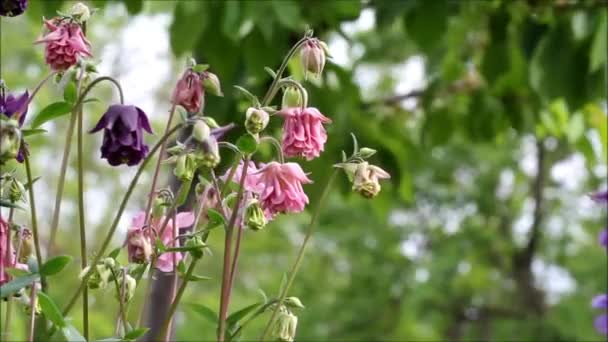 Columbine bloem — Stockvideo