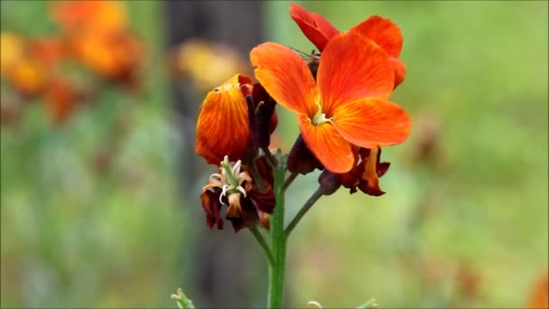 Orange blomma och bee — Stockvideo