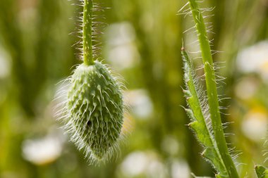 boklu bud (gelincik (bitki))