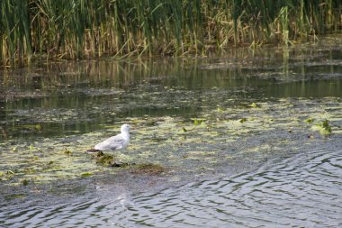Tuna Deltası, Romanya