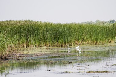 Tuna Deltası, Romanya