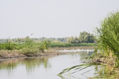 Tuna Deltası, Romanya