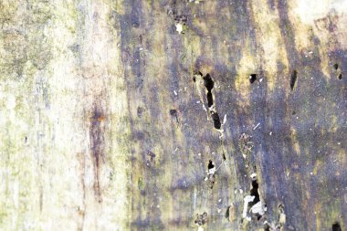 ahşap solucanlar tarafından yemiş yaşlı ağaç gövdesi