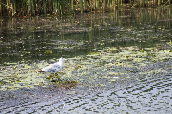 Donaudeltat, Rumänien — Stockfoto