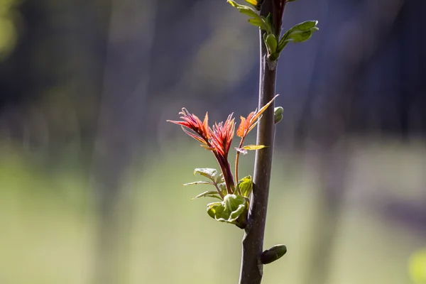 Bourgeon de sycomore (Acer pseudoplatanus) et jeunes feuilles — Photo