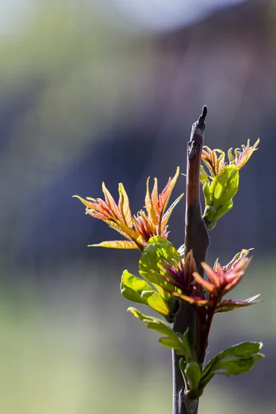 Bourgeon de sycomore (Acer pseudoplatanus) et jeunes feuilles — Photo