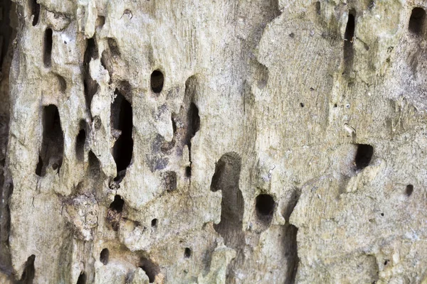 木材ワームによって食べる古い木の幹 — ストック写真