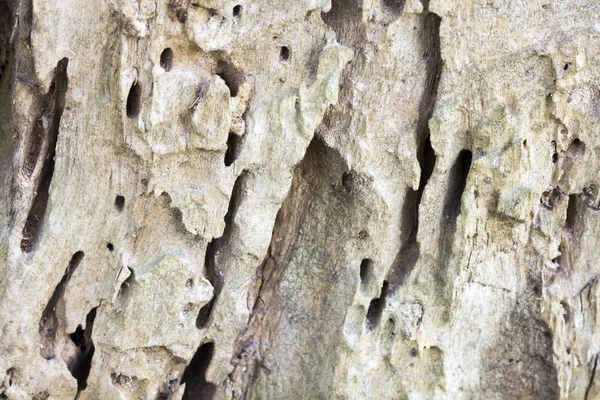 Starym pniu drzewa zjedzony przez robaki drewna — Zdjęcie stockowe