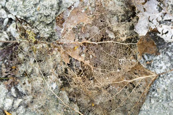 Vecchio tronco d'albero mangiato da vermi di legno — Foto Stock