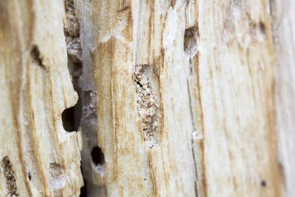 Vecchio tronco d'albero mangiato da vermi di legno — Foto Stock