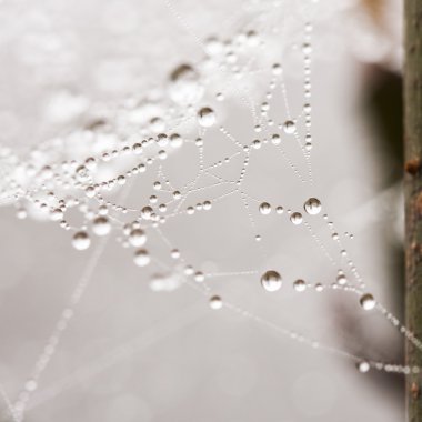 spiderwebs üstünde su damlaları