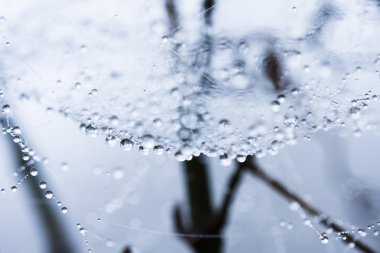 spiderwebs üstünde su damlaları