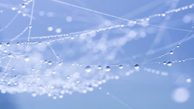 spiderwebs üstünde su damlaları