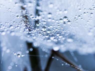 spiderwebs üstünde su damlaları