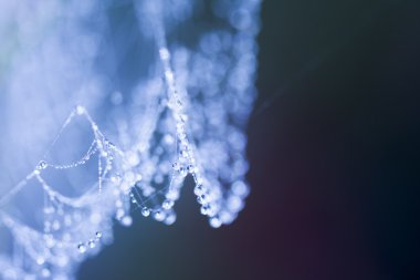 spiderwebs üstünde su damlaları