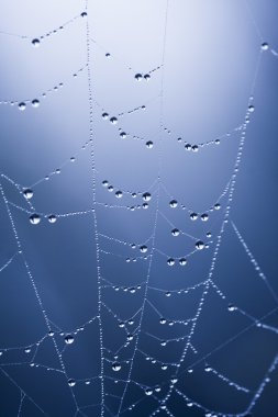 spiderwebs üstünde su damlaları