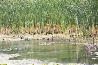 siyah küçük kuşlar ve bitki örtüsü