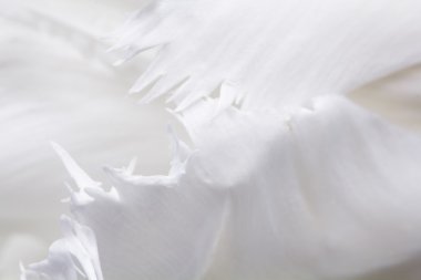 detayları ile Beyaz Lale