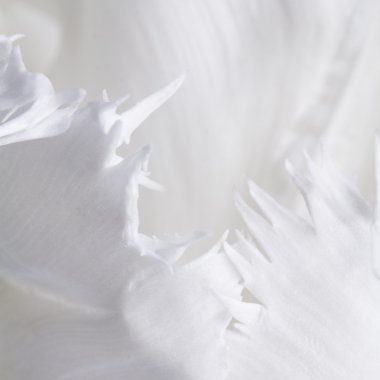 detayları ile Beyaz Lale