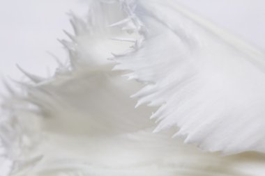 detayları ile Beyaz Lale