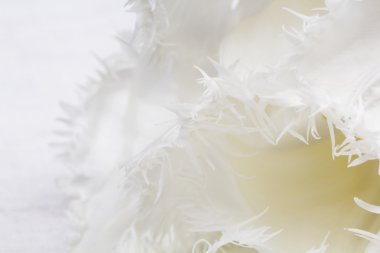 detayları ile Beyaz Lale