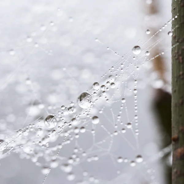 Капли воды на паутине — стоковое фото