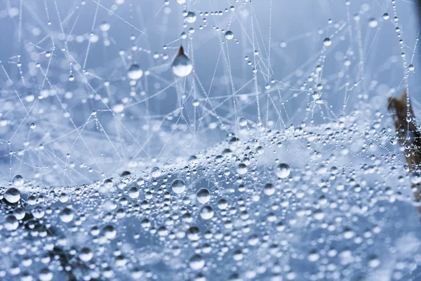 Wassertropfen auf Spinnweben — Stockfoto