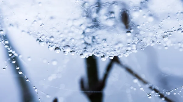 Gotas de água nas teias de aranha — Fotografia de Stock