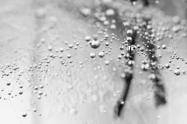 Gotas de agua en telarañas — Foto de Stock