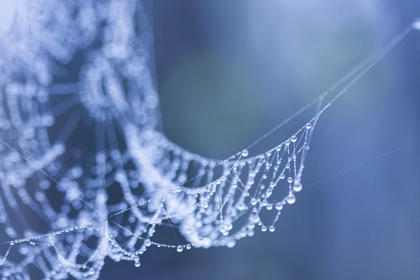 Gocce d'acqua sulle ragnatele — Foto Stock