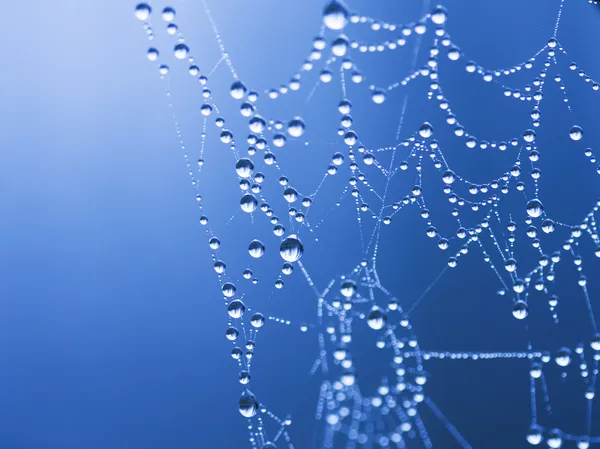 spiderwebs üstünde su damlaları