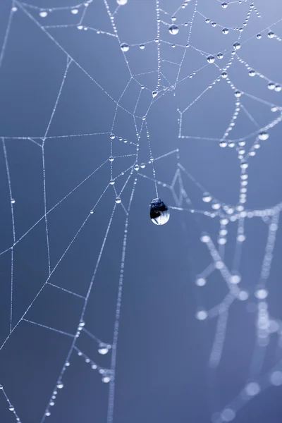 Waterdruppels op spinnenwebben — Stockfoto