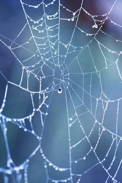 クモの網への水滴 — ストック写真
